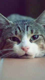 chatoraの画像