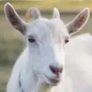 リエの画像