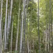 みーの画像