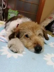 ちょこぴー