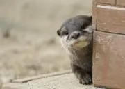 スー