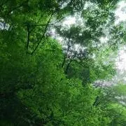 のらの画像