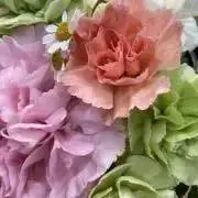 ひまわり大好き^_^の画像