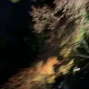 Rの画像