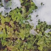NAGYの画像