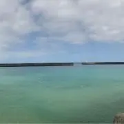 桔梗の画像