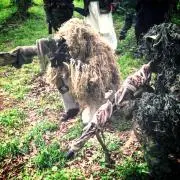 sniper-T