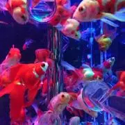 ゆらゆらの画像