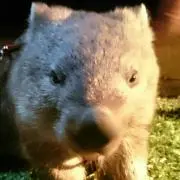 Mapeの画像