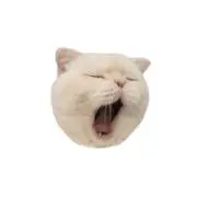 タマゴチャン￤断捨離ちゅう！の画像
