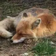 まるの画像