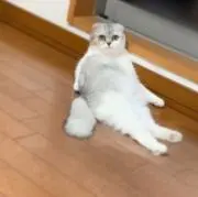 まる◎即日発送◎の画像