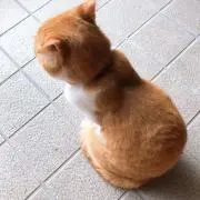 みったんの画像