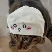 NYANTAROの画像