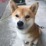 わんわんの画像