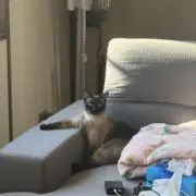 Genpoの画像
