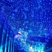 ポン太の画像