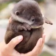 ニカイドウの画像