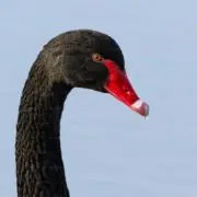 Via Negativaの画像