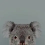 でぃん