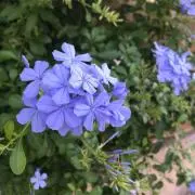 ヒラタクワガタ