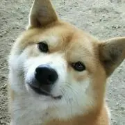 ろ*け様 作家Megmeg's Doll様の許可有り＊くま クリスマス サンタ