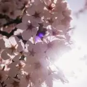 さくの画像