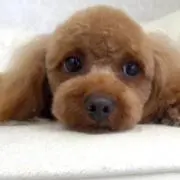 やっちゃんの画像