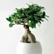 最終値下げ Edwina Horl ライダースジャケット - メルカリ