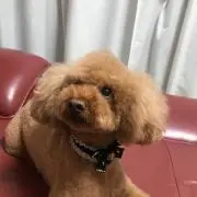 人造人間アバター探し中
