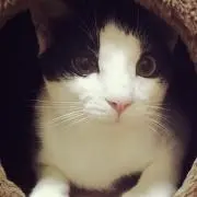 中村