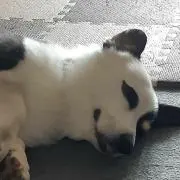 ライト