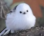 ハンタンの画像