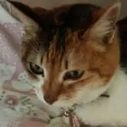 ロコ ♪