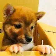 豆ぇ柴の画像