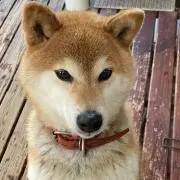 マサメッコの画像