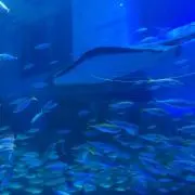 ton必ずプロフ見てくださいの画像