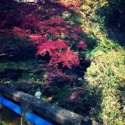 chikoの画像