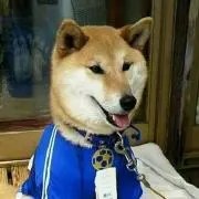 ゴン太