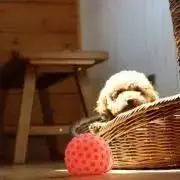Hana.の画像