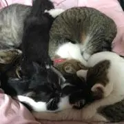 ねもえり。