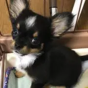 ポテトの画像