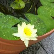 ゆーママの画像