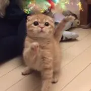 ずの画像