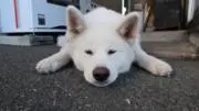 Uちゃん