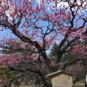 はらちゃんの画像