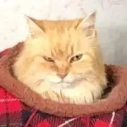 く〜にゃんの画像