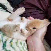 みどり
