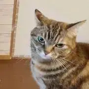 ねこぜ