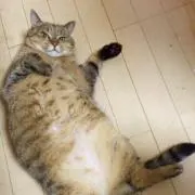 ルナ・タンタン